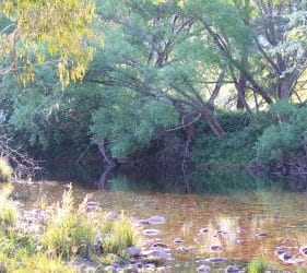 King River, Cheshunt South