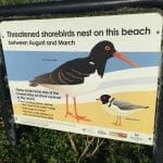 Threatened shorebirds