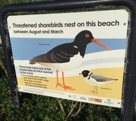 Threatened shorebirds