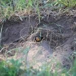 Yellow-rumped Pardalote nestled in ground