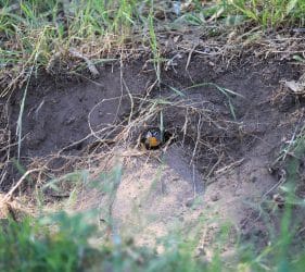 Yellow-rumped Pardalote nestled in ground