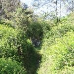 Path to the King River from our campsite