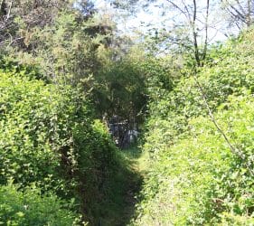 Path to the King River from our campsite