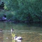 Ducks on the King River