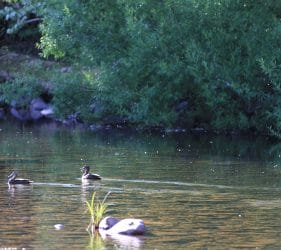 Ducks on the King River