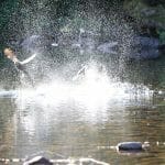 Ducks taking off