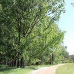 Looking back to our campsite along the Elm trees