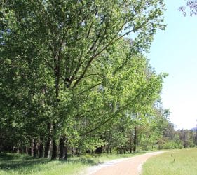 Looking back to our campsite along the Elm trees