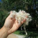 Blooms from the Elm Trees