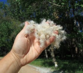 Blooms from the Elm Trees