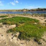 River outlet at Fitzroy River Reserve