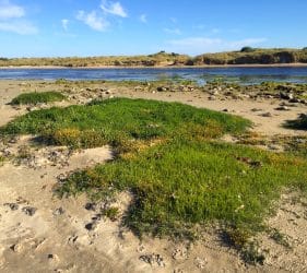 River outlet at Fitzroy River Reserve