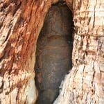 Ned Kelly Tree, Stringybark Creek