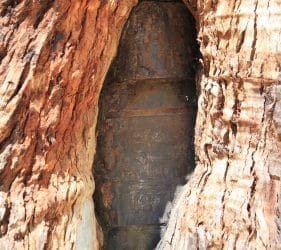 Ned Kelly Tree, Stringybark Creek