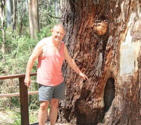 Ned Kelly Tree, Stringybark Creek
