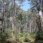 Stringybark Creek