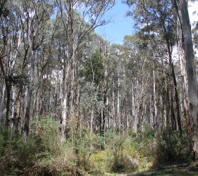 Stringybark Creek