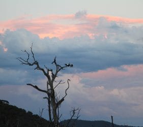 Pelican landing on tree