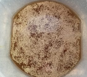 The Northwest Pale Ale with the yeast added