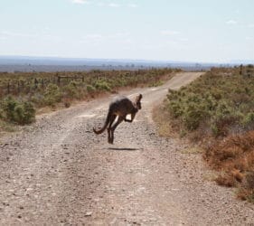 Roo on Nectar Brook Road heading towards Spear Creek