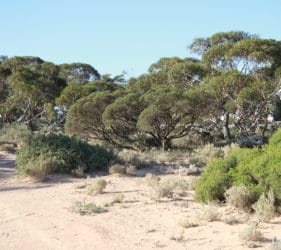 Our campsite near Nullarbor Roadhouse at Rest Area 222km Peg