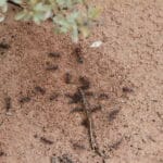 Large ants at our campsite enjoying the rain