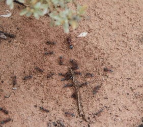 Large ants at our campsite enjoying the rain