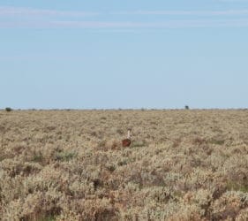 Australian Bustard on Cook Road