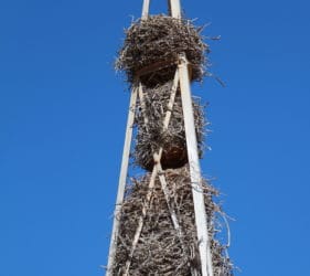 Multiple bird nests on an old Trig point on Cook Road