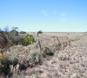 Not so Vermin proof fence on Cook Road