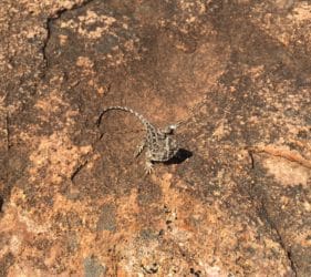 Bearded Peninsula Dragon on Mount Wudinna, South Australia
