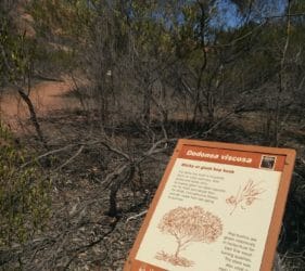 Giant Hop Bush at Mount Wudinna, South Australia