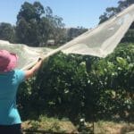 Leonie covering vines at Glen & Sarah Swaby's vineyard, Gumeracha