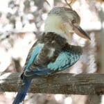 Blue-winged Kookaburra at Gorge Road Wildlife Park, Cudlee Creek