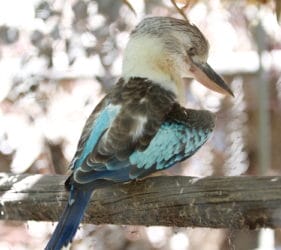 Blue-winged Kookaburra at Gorge Road Wildlife Park, Cudlee Creek