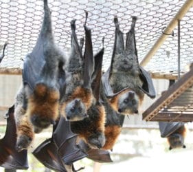 Bats just hanging around at Gorge Road Wildlife Park, Cudlee Creek