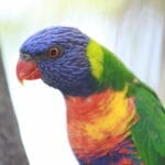 Lorikeet at Gorge Road Wildlife Park, Cudlee Creek