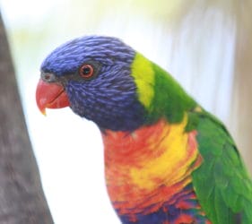 Lorikeet at Gorge Road Wildlife Park, Cudlee Creek