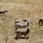 John & Lynette O'Dea's dorper sheep at Gumeracha