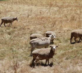 John & Lynette O'Dea's dorper sheep at Gumeracha