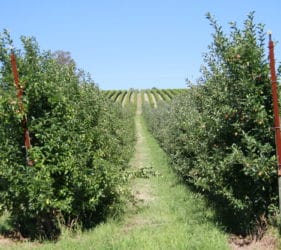 Apple orchards along Gumeracha to Lobethal Road