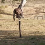 Horsing around standing on a pole