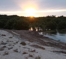 Wandering around the mangroves early in the morning