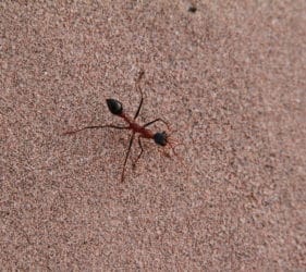 Inch ant on the hunt on the dunes at the Bamboos