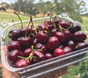 Local cherries from Kenton Valley Cherry Farm