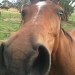 Horsing around in Gumeracha