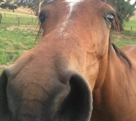 Horsing around in Gumeracha