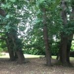 Ring of Oaks Reserve, Gumeracha