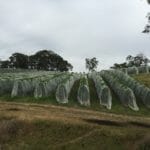 Cherries covered with netting in Kenton Valley