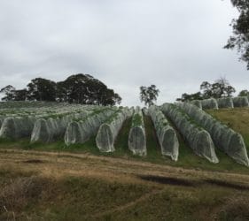 Cherries covered with netting in Kenton Valley